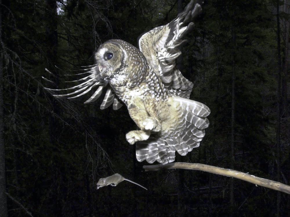A Northern Spotted Owl flies after a mouse jumping off the end of a stick in the Deschutes National Forest near Camp Sherman, Ore. To save the spotted owl from potential extinction, U.S. wildlife officials are embracing a plan to deploy trained shooters to kill almost a half-million barred owls that are crowding out their smaller cousins.