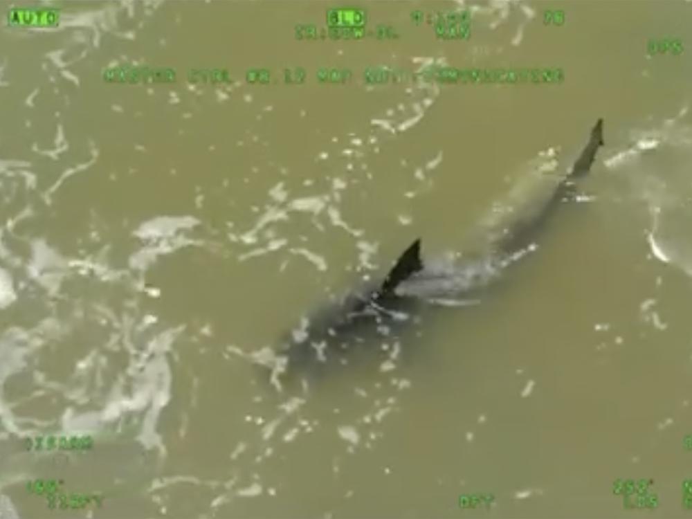 This image provided by the Texas Department of Public Safety shows a shark close to the shore in South Padre Island, Texas, on Thursday.