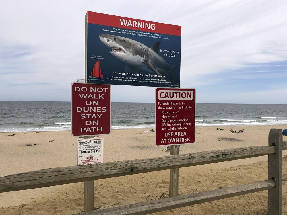 In this Sept. 5, 2019 photo, a shark warning sign is seen at Newcomb Hollow Beach in Wellfleet, Mass.