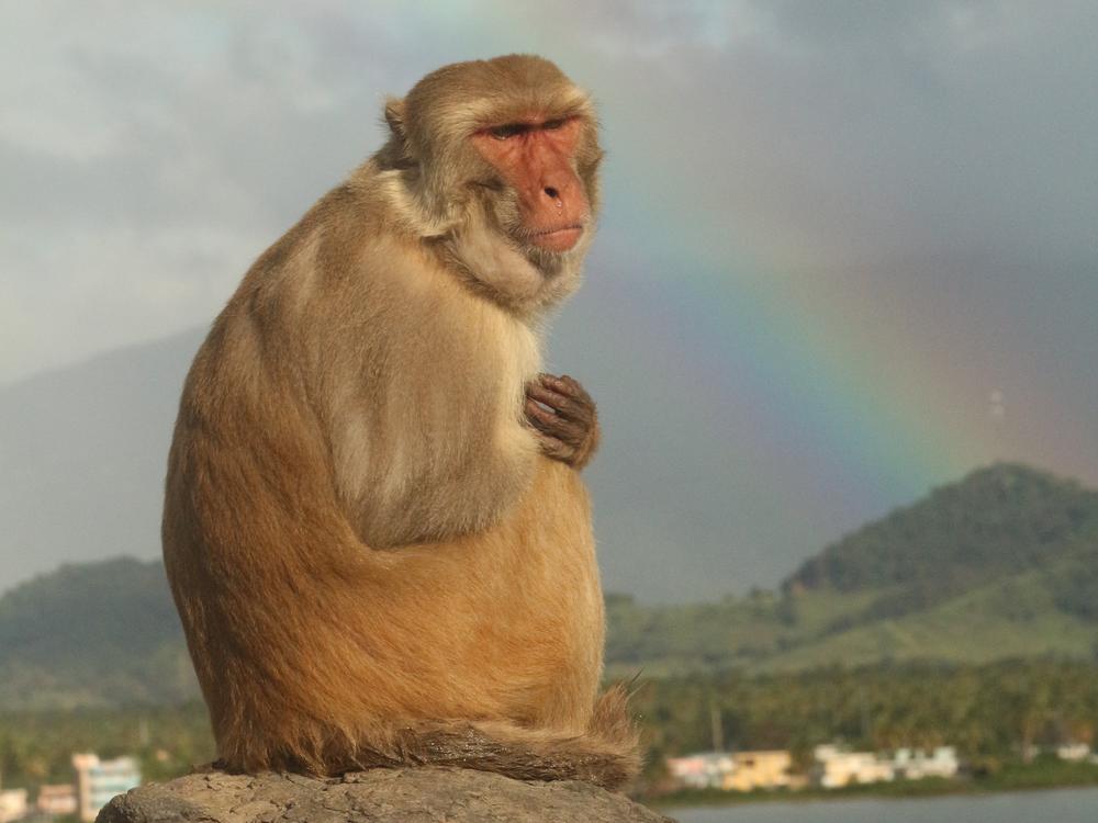 A macaque sits on a rock at Cayo Santiago as a rainbow stretches across the sky in February 2022.