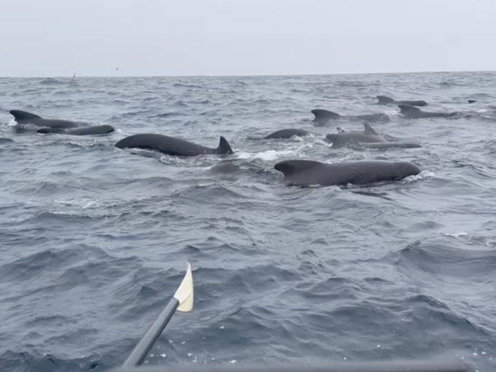 Tom Waddington, who is rowing across the Atlantic Ocean, filmed an hours-long encounter with what he believes were long-finned pilot whales. He enjoyed their visit — until one smacked into his small boat. 