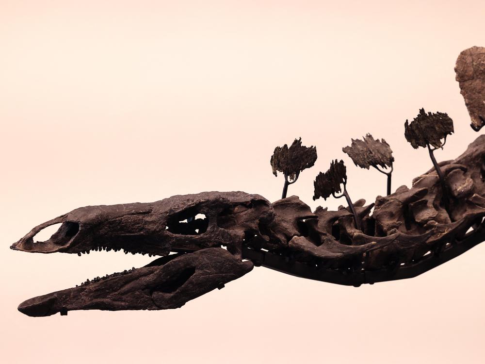 The skull of the stegosaurus specimen is shown at Sotheby's.