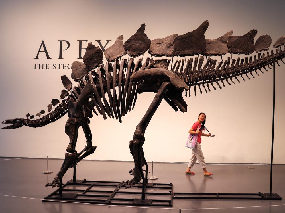 A 150 million-year-old fossil of a stegosaurus specimen is shown at Sotheby's in New York. The fossil, dubbed 