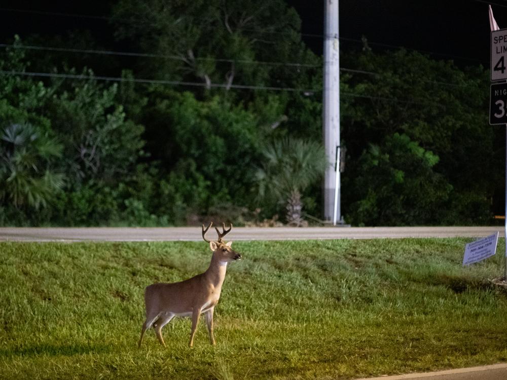 The Endangered Species Act, which protects imperiled plants and animals like the Key Deer, is more than 50 years old. Federal agencies are tasked with using old environmental statutes to deal with modern problems, fueling much of the environmental litigation seen in federal courts.  