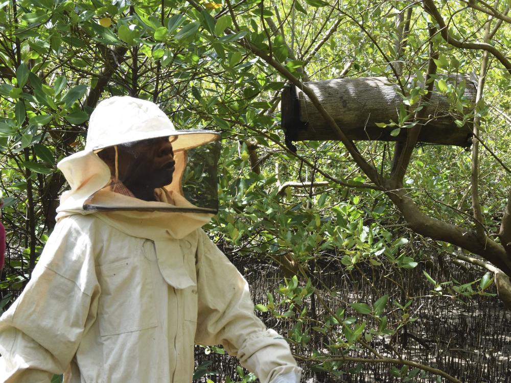 Peter Nyongesa walks through the mangroves to monitor his beehives in the Bangladesh slums in Mombasa, Kenya, on May 30, 2024. The 69-year-old Nyongesa recalled how he would plead unsuccessfully with loggers to spare the mangroves or cut only the mature ones while leaving the younger ones intact. So he has turned to deterring the loggers with bees, hidden in the mangroves and ready to sting.