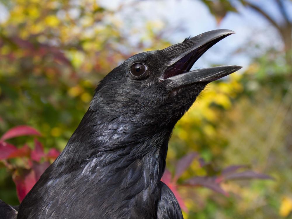 Crows can be trained to count out loud much in the way that human toddlers do, a study finds.