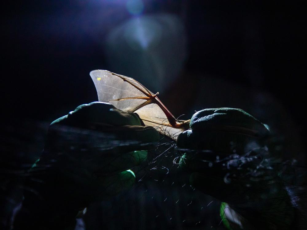 A bat is deftly untangled from the net by one of the Bat-a-thon participants.