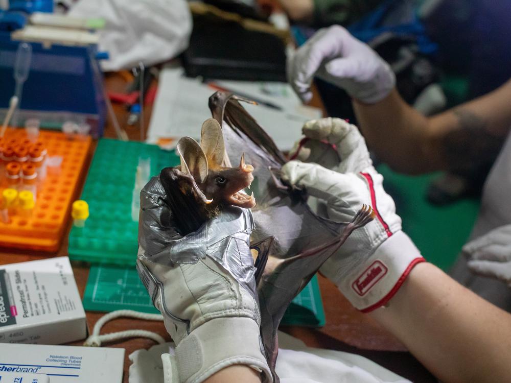 A spectral bat (<em>Vampyrum spectrum</em>) — the largest bat species in the Americas with a wingspan of nearly 3 feet — is sized up by researchers before having its blood drawn.<br>