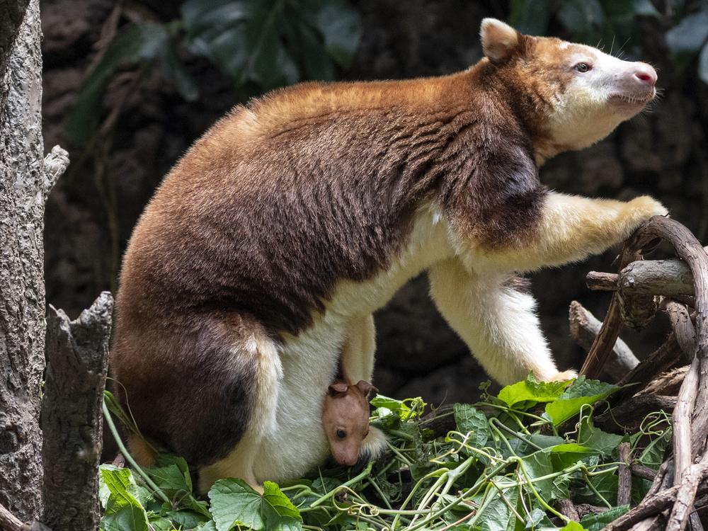This photo, provided by the Wildlife Conservation Society, shows a Matschie's tree kangaroo joey that made its first appearance from its mother's pouch at New York's Bronx Zoo, last Thursday. The joey, born at the end of December, is the second of its species born at the Bronx Zoo and to this female since 2021.  