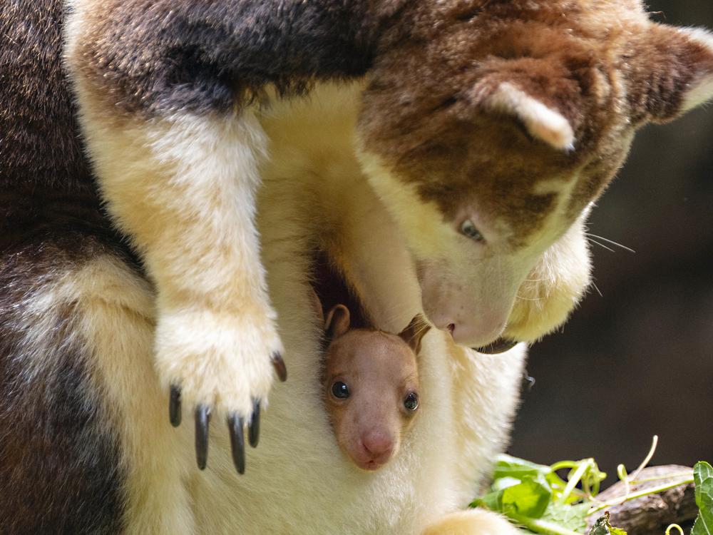 The joey, born at the end of December, is the second of its species born at the Bronx Zoo and to this female since 2021.  