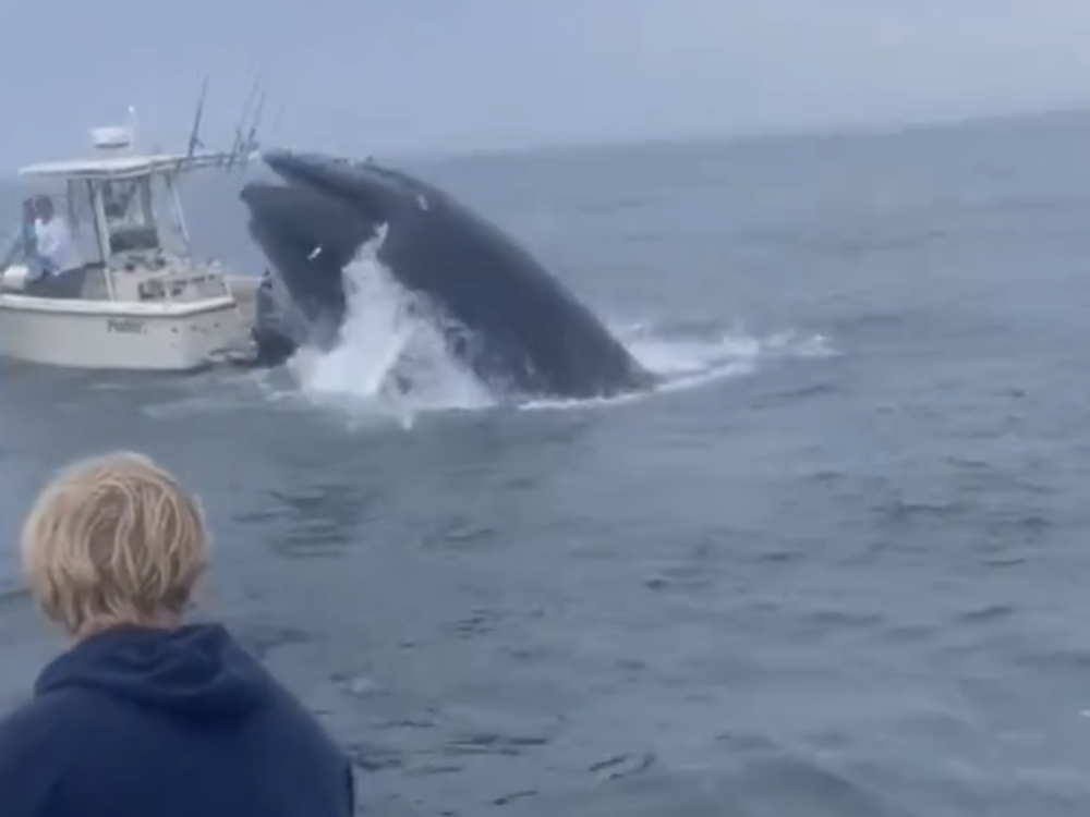  A screenshot from a video taken by a person on a nearby boat shows a whale just as it is about to crash down on another boat off the coast of Portsmouth, N.H., on Tuesday.