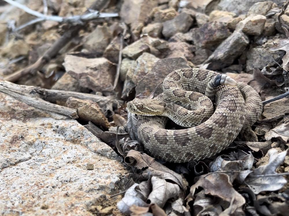  Project RattleCam lets people observe rattlesnakes with a live webcam.