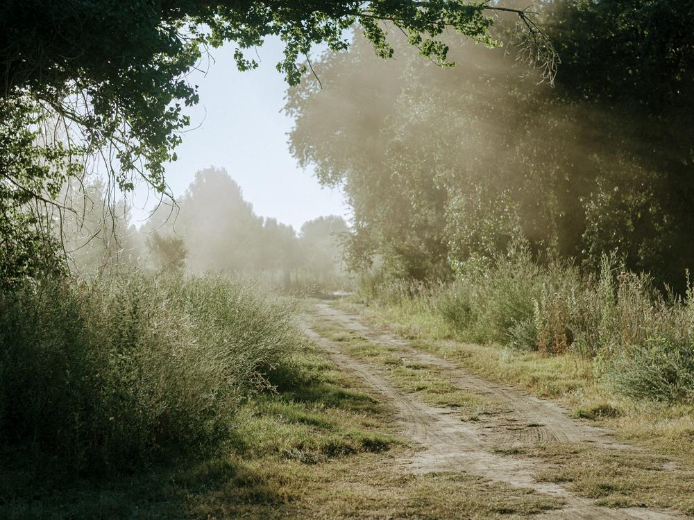 The sun rises, shedding light onto an oak grove along the western edge of Dos Rios.