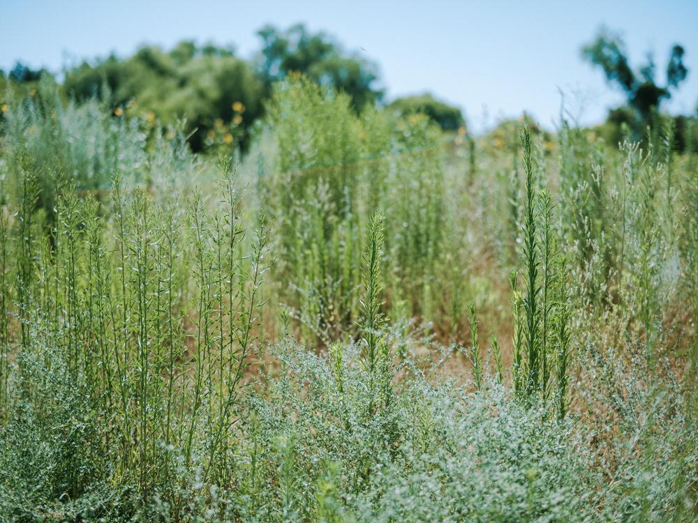 The Native Use Garden is a place where, with permission from Dos Rios staff, tribal members can go to gather native plants for ceremonial use and other cultural practices.