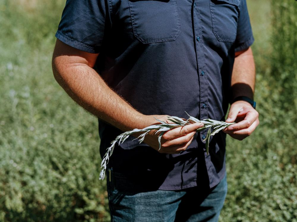 Stevenot rubs the leaves of a mugwort plant, which he explains has ceremonial uses, and also works as a mosquito repellant.