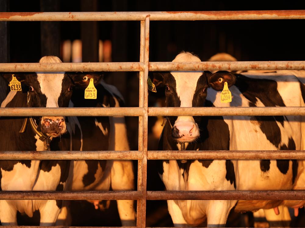 Bird flu continues to spread among dairy cattle. And new research shows there may be more cases among farm workers than health officials have confirmed to date. 