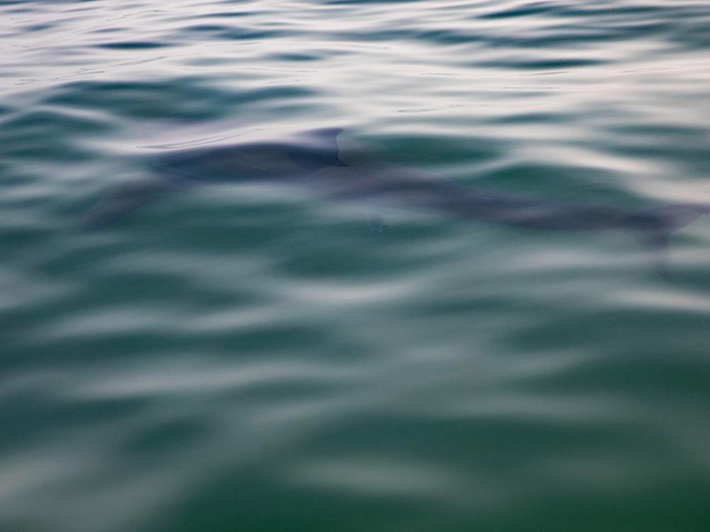 A few yards form the boat, the 12-foot, female, untagged shark is glimpsed here even at a low angle. Water conditions are particularly calm today, which makes a big difference in visibility. In addition to fog or low-lying clouds, wind and waves can cause last-minute cancellations.