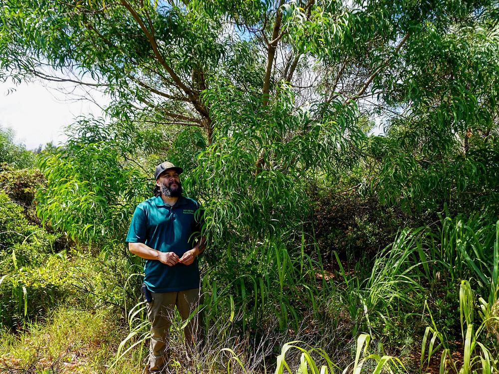 Kainoa Pestana stands among native Hawaiian plants at one of Pu'u Kukui Watershed's restoration sites. The former pineapple field is being returned to a native forest. 