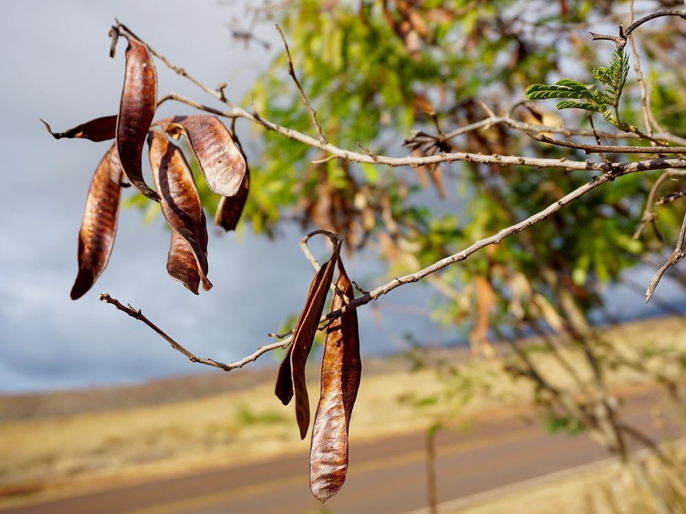 The shrub known as haole koa was brought to Maui to create cattle feed, but has since become a vigorous invader. The brown seed pods pose a major fire risk, because burning pods can be carried long distances by the wind. 