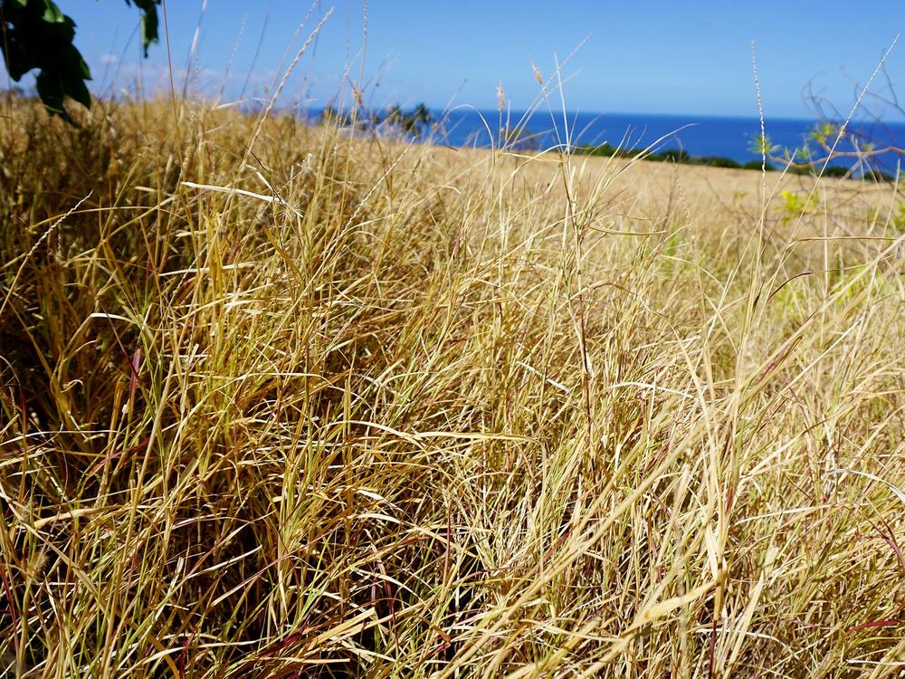 After the sugarcane industry left West Maui, the former fields filled with invasive grasses that dry to a crisp during the summer, posing a serious fire hazard.