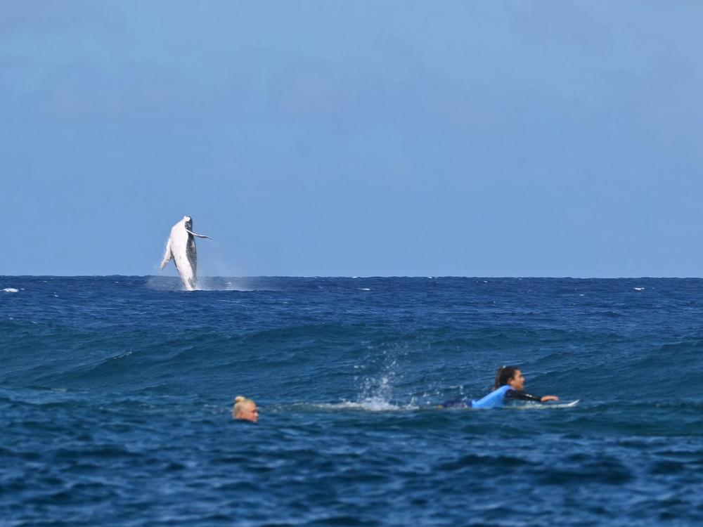 A whale breaches as Brazil's Tatiana Weston-Webb (left) and Costa Rica's Brisa Hennessy compete in the women's surfing semifinals on Monday.