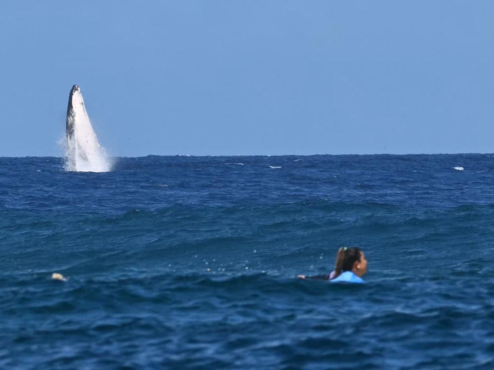 A whale breaches as Costa Rica's Brisa Hennessy competes in the women's surfing semifinals in Teahupo'o, on the French Polynesian Island of Tahiti, on Monday. American Caroline Marks took home the gold later that day.