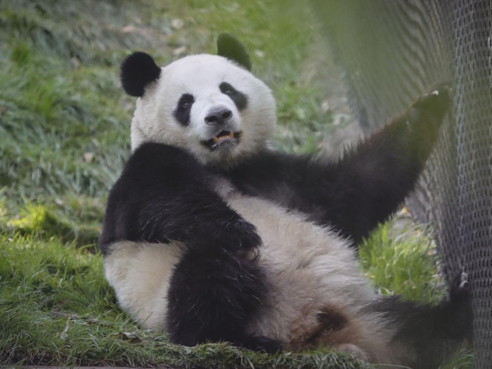 Giant panda Xin Bao is seen in her Panda Ridge habitat at the San Diego Zoo on Wednesday, one day before the bear and a male, Yun Chuan, were due to go on display. The pandas arrived at the end of June.