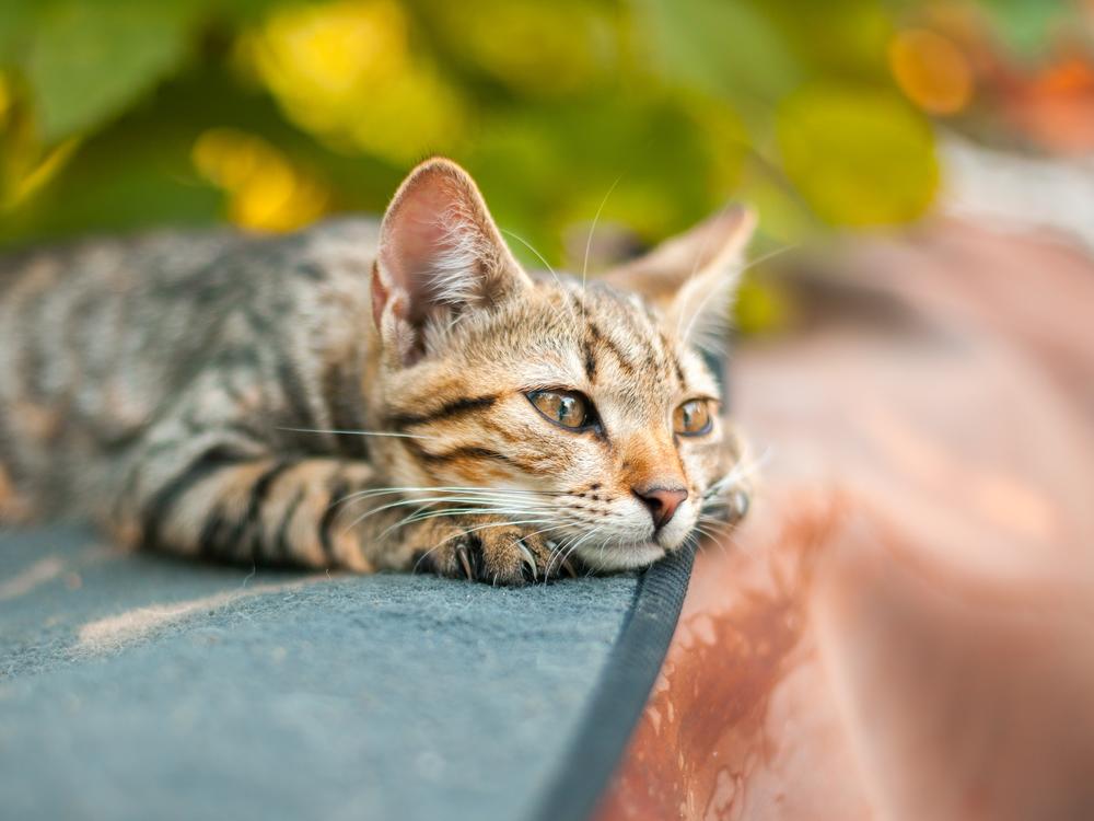Researchers found that cats showed signs of grief, such as eating and playing less, after a fellow pet had died.