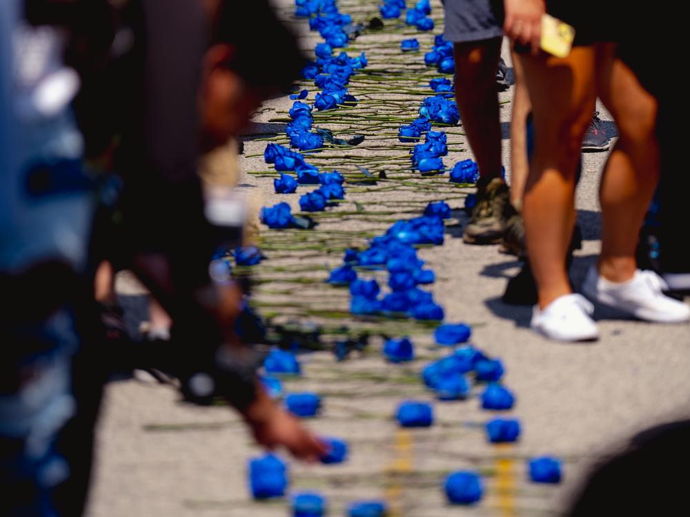 Demonstrators lay a thousand blue roses along Canfield Drive, the site where Michael Brown Jr. was killed.