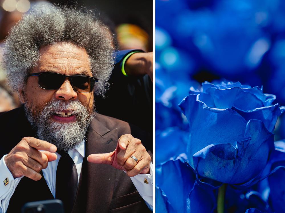 Left, Cornel West speaks during a memorial service commemorating a decade after Brown Jr.’s police killing along Canfield Drive in Ferguson. Right, demonstrators lay a thousand blue roses along Canfield Drive, the site where Michael Brown Jr. was killed.