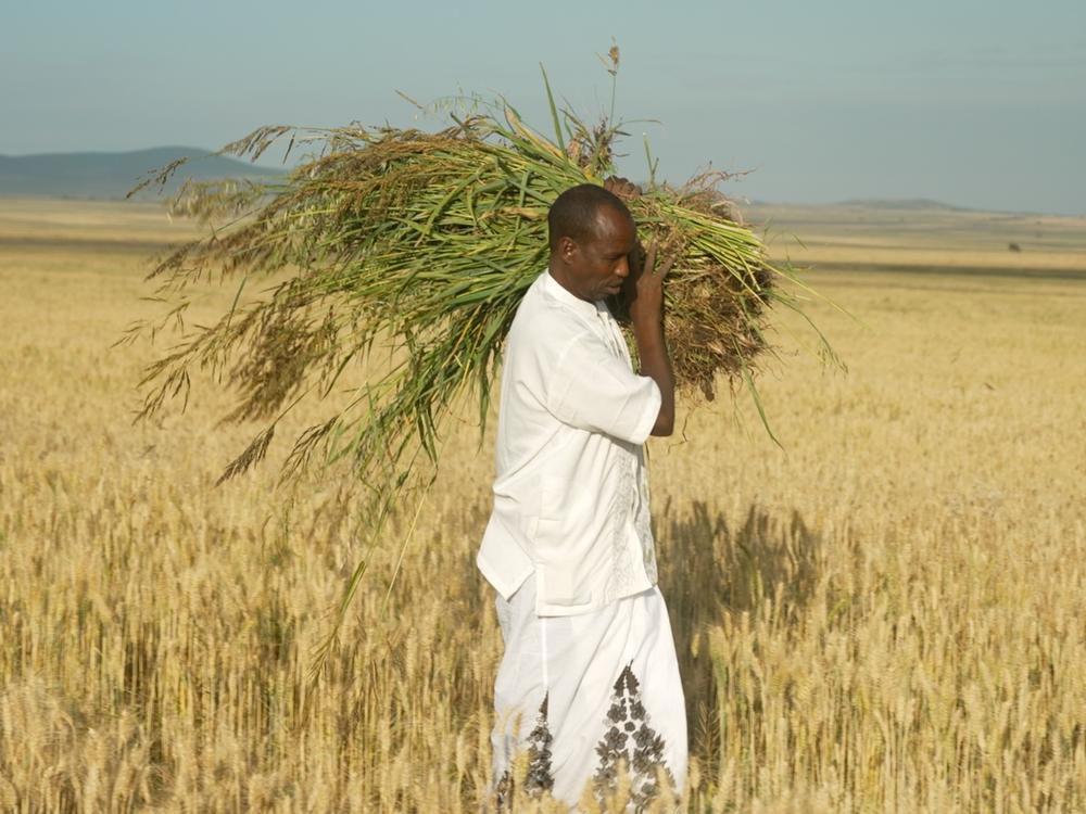 Elias Abdi Abdullahi, an Ethiopian farmer, carries a bunch of uprooted weeds from the wheat field he farms with his wife. They're trying to increase their crop yields in an area often threatened by conflict and drought.