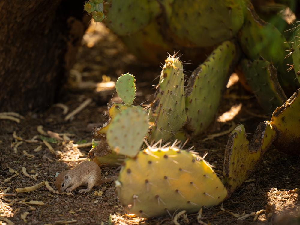 A round-tailed squirrel eating a mesquite pod at the Desert Botanical Garden in Phoenix, Arizona on Friday, June 28, 2024.The cacti at the garden are a good meal to a whole host of animals. 
