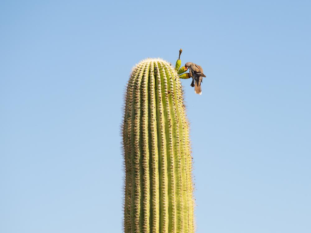 A white-winged dove eats saguaro fruit at the Desert Botanical Garden in Phoenix, Arizona on Friday, June 28, 2024. Saguaros provide food and shelter to many of the Sonoran Desert fauna.