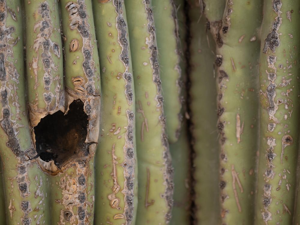 PHOENIX - June 28: A hole likely created by a woodpecker in a Saguaro at the Desert Botanical Garden in Phoenix, Arizona on Friday, June 28, 2024. When woodpeckers move out, other animals may move in. 