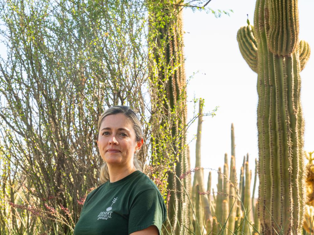 Tania Hernandez, Ph.D. sits for a portrait with saguaro cactus at the Desert Botanical Garden in Phoenix, Arizona on Friday, June 28, 2024. Dr. Hernandez is a New World Succulents Cactus scientist and launched the Saguaro Cactus Census in 2020. Her projects aim to preserve biodiversity of Saguaros across the Sonoran Desert. 