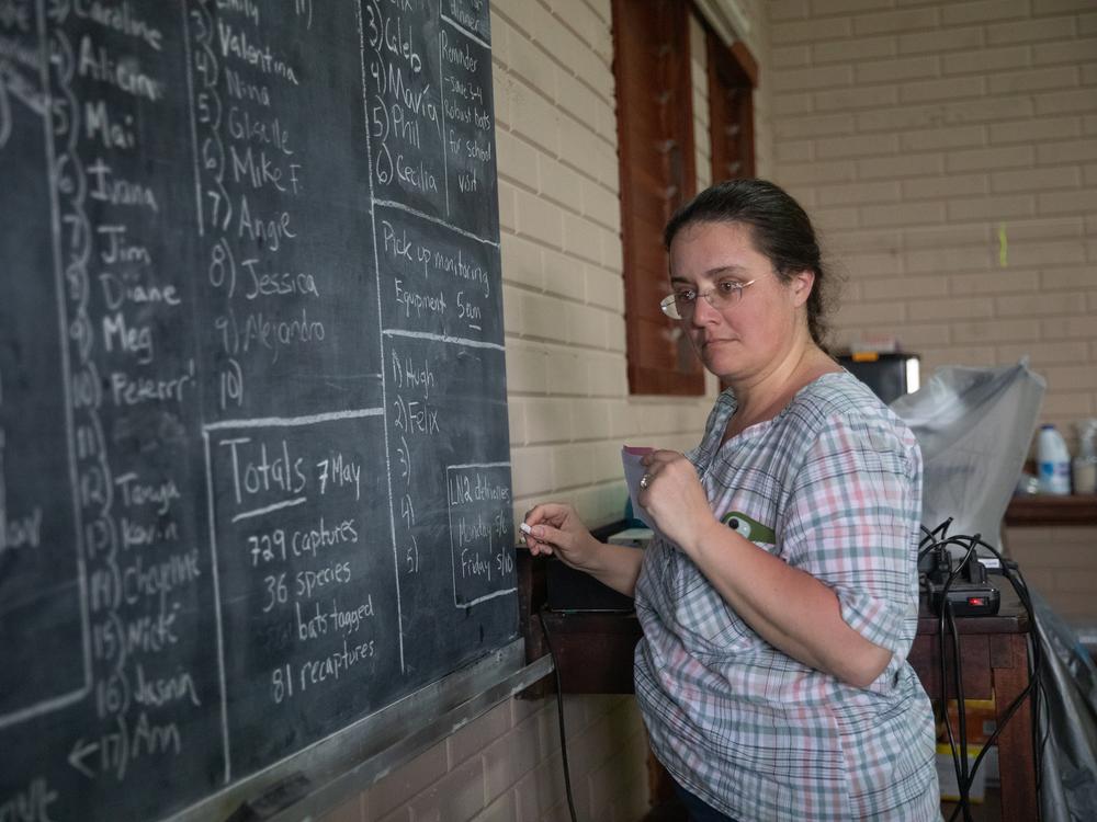 Molecular ecologist Elizabeth Clare says that scientists love sorting things like bats into categories, but that approach is often too simplistic.