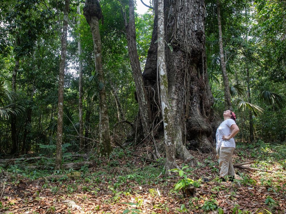 Clare gazes up at a giant mahogany tree that’s about 250 years old.