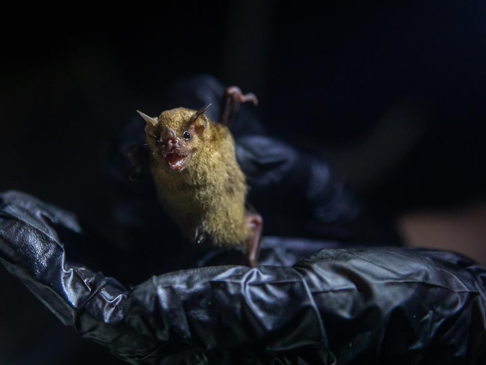 A researcher holds onto <em>Sturnira parvidens</em>, a kind of fruit bat that’s just one of the dozens of species of bats in Belize.