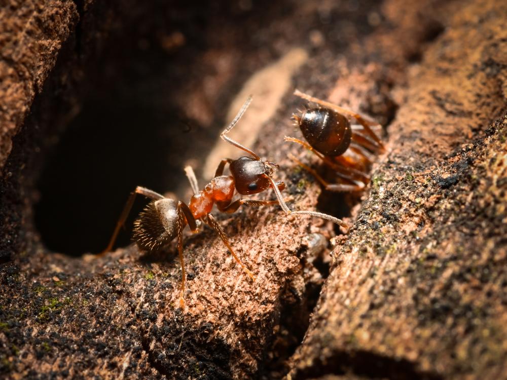  The central European bicolored ant, <em>L. emarginatus</em>, forages along a tree branch in New York City’s Riverside Park.