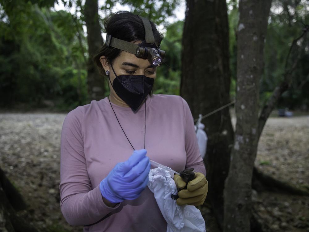Marin feeds this fruit bat a little sugar water before releasing him into the coming night.