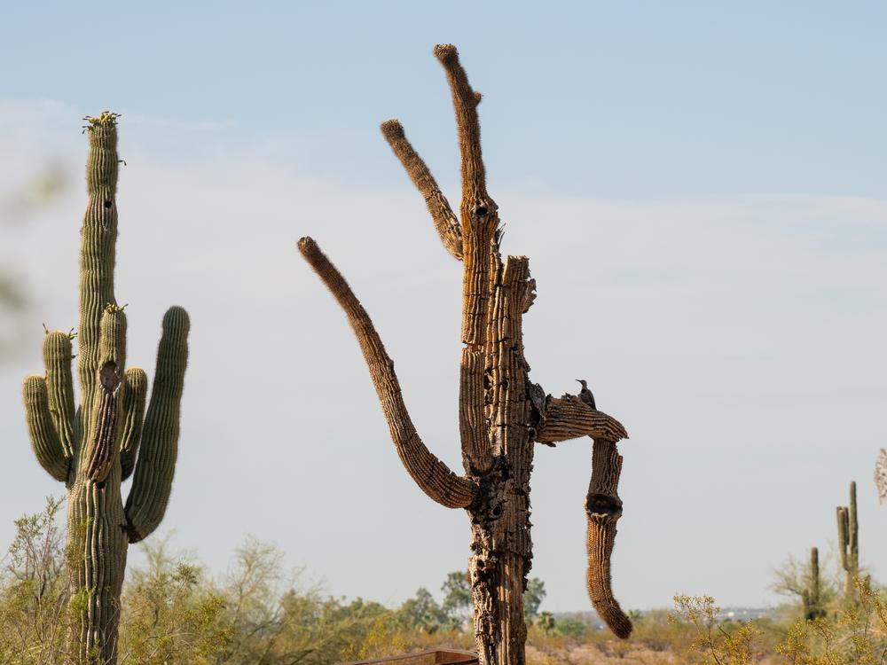 A woodpecker living in a Saguaro at the Desert Botanical Garden in Phoenix on June 28. 