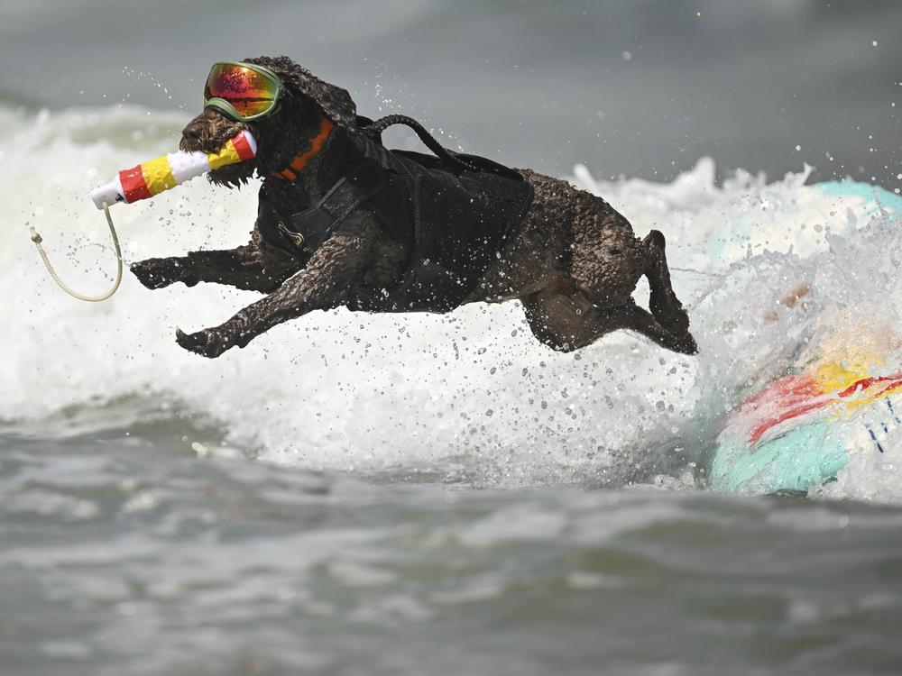 Paco the Spanish Water Dog jumps off the surf board in the second head of large dogs during the World Dog Surfing Championships Saturday, Aug. 3, in Pacifica, Calif.