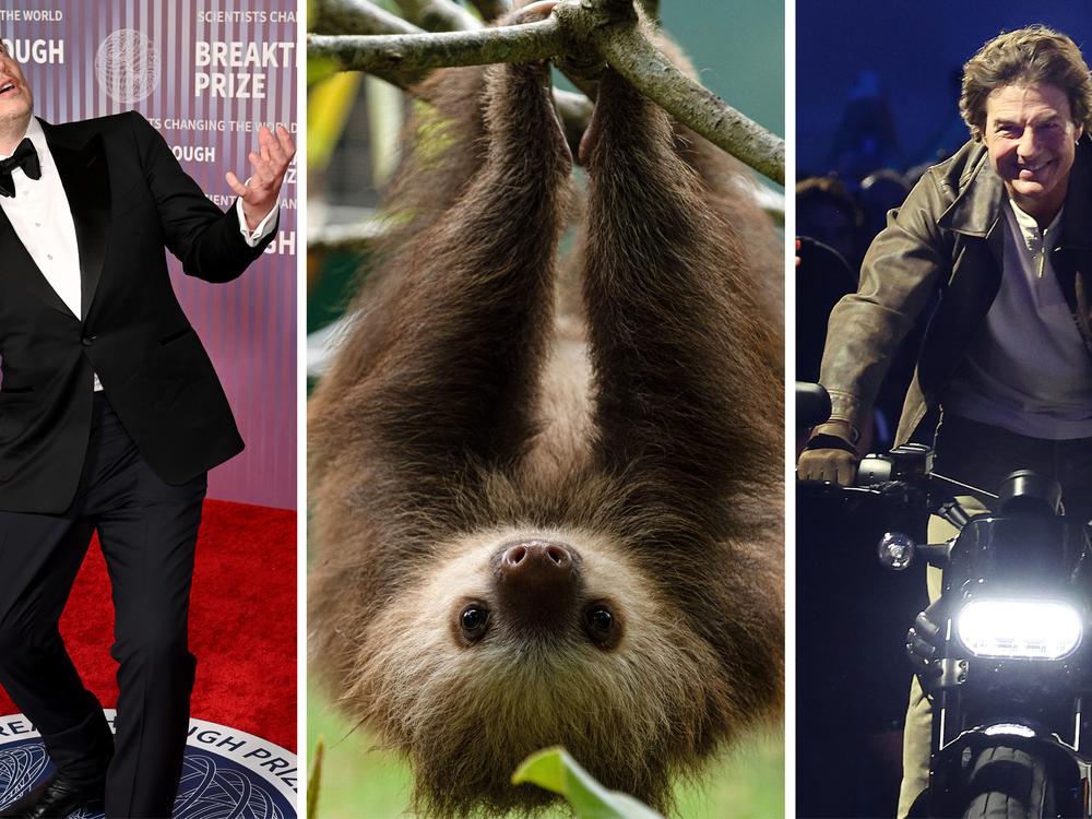 From left: Elon Musk, a sloth, Tom Cruise.