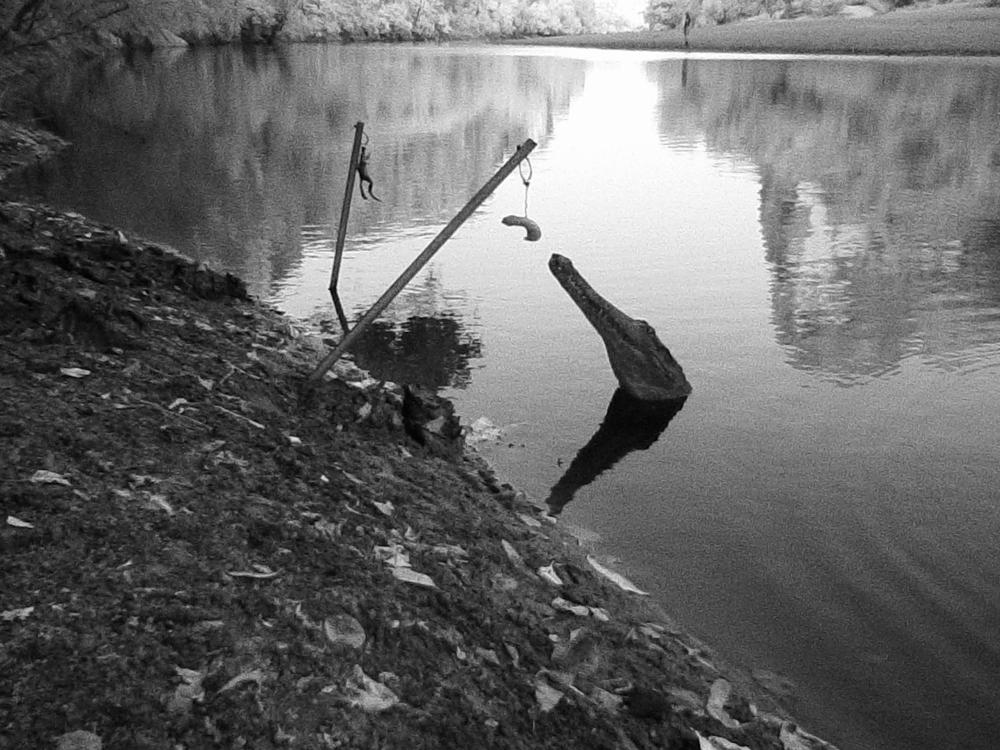 A freshwater crocodile checks out freshly set bait at dusk. The nausea-inducing cane toad is suspended from the stake on the left; a chicken neck, used as a control, dangles from the stake on the right.