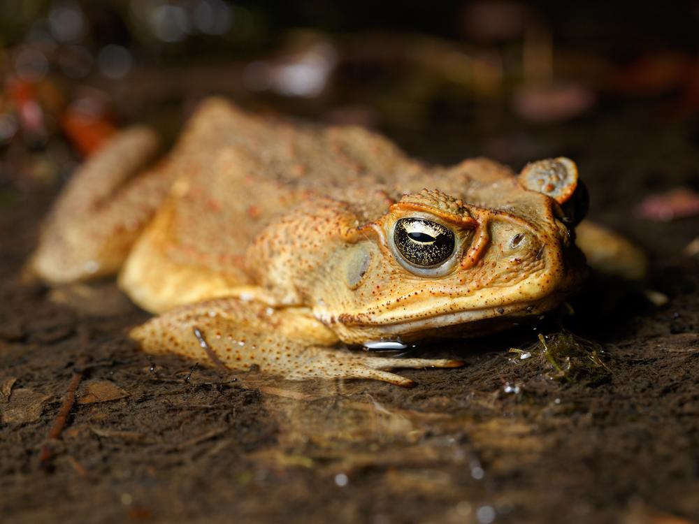 Invasive cane toads like this one have fanned out across Australia, killing numerous predators in their wake, including freshwater crocodiles.