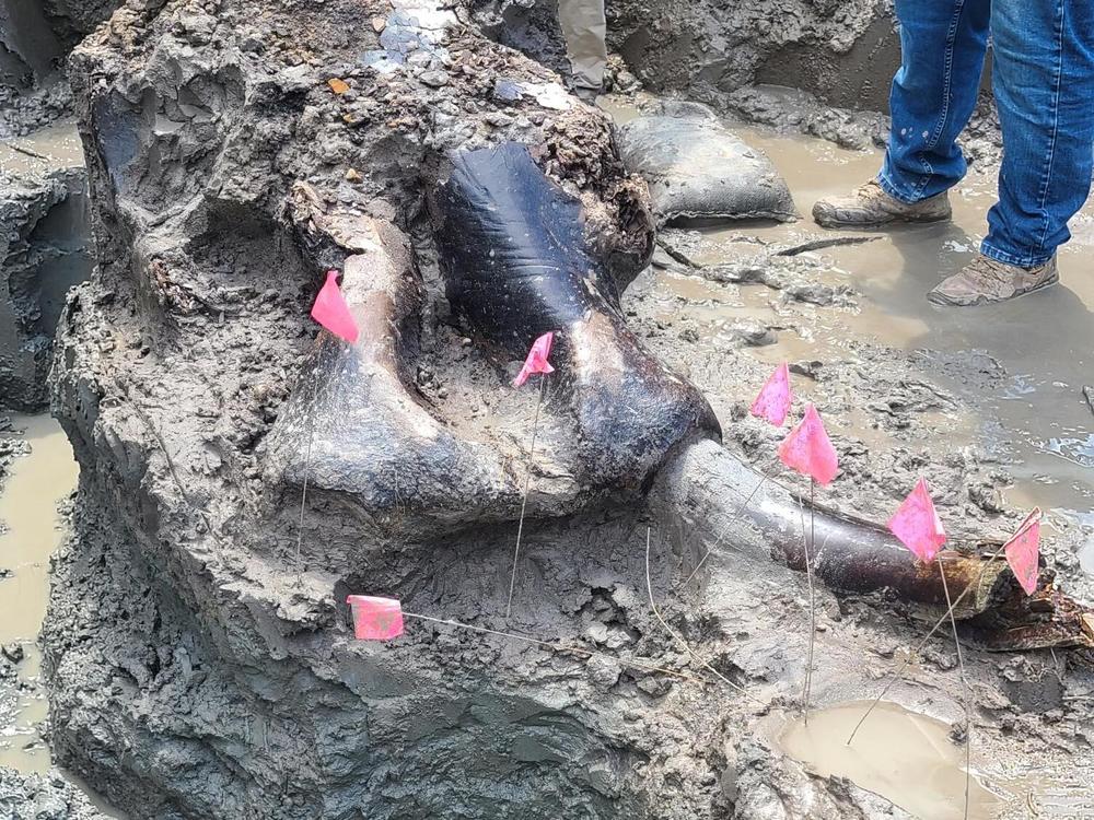  Flags mark the mastodon skull and tusk unearthed during the 12-day excavation.