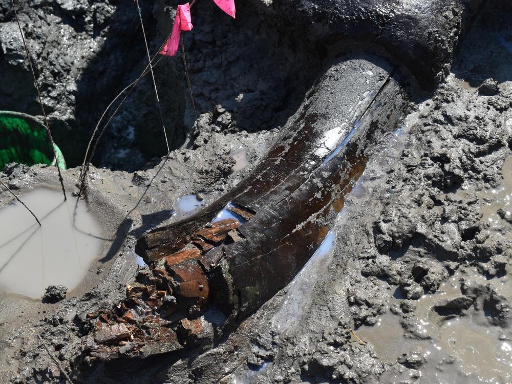  A mastodon tusk is seen at the Iowa dig site.