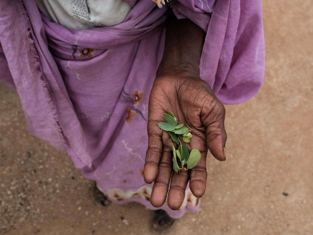 Hawa Miso, 70, collects leaves to use as vegetables on the hillside near the Rabang camp for internally displaced persons in Rabang, in Sudan's Nuba Mountains. Approximately 10 million Sudanese have been displaced by the civil war that broke out in 2023. A team of experts backed by the United Nations believes the country is experiencing famine. But the government does not agree. 