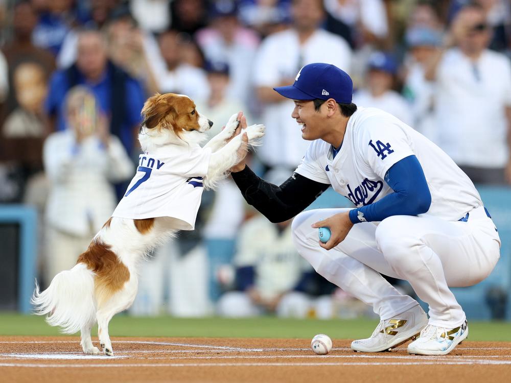 Los Angeles Dodger Shohei Ohtani high-fives his dog Decoy, who delivered the ceremonial first pitch before Wednesday's game against the Baltimore Orioles at Dodger Stadium in Los Angeles.