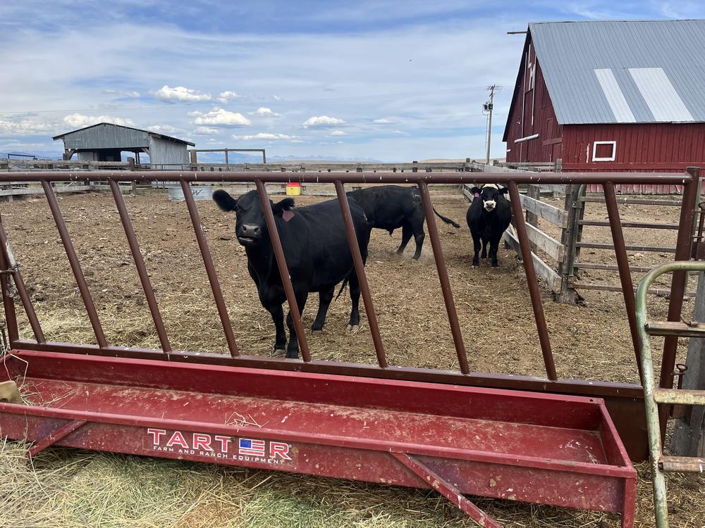 Ranchers in eastern Oregon are struggling to find pastures and feed for their cattle following this summer's devastating range fires.